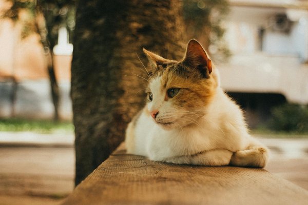 Novedades Vitales: Las Principales Tendencias de Salud en Italia para 2024